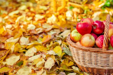 Elma topluyorum. Bahçede sarı yapraklı bir sepet dolusu kırmızı elma..
