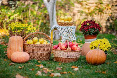 Autumn composition with flowers of chrysanthemums, pumpkins, apples and pears in a wicker basket in the autumn garden. clipart