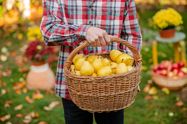 Un agricultor macho recoge una cosecha otoñal de peras en el jardín . —  Fotos de Stock