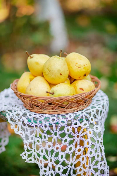 Ripe yellow pears in a plate on a table in the garden. — Stock Photo, Image