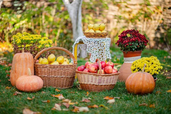 Осіння композиція з квітами хризантем, гарбузів, яблук і груш у плетеному кошику в осінньому саду . — стокове фото