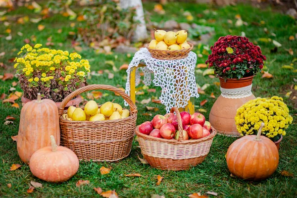 Autumn composition with flowers of chrysanthemums, pumpkins, apples and pears in a wicker basket in the autumn garden.