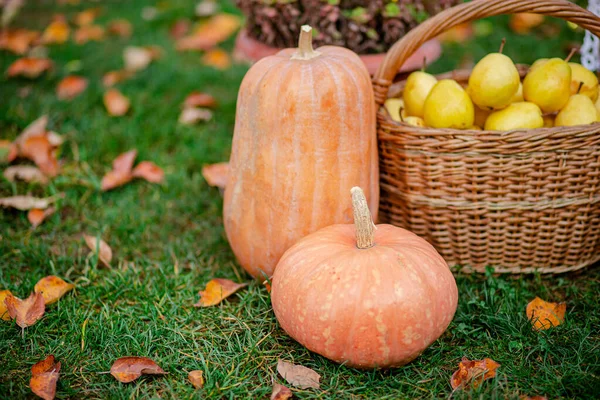 Herbstliche Komposition mit Chrysanthemen, Kürbissen, Äpfeln und Birnen in einem Weidenkorb im herbstlichen Garten. — Stockfoto