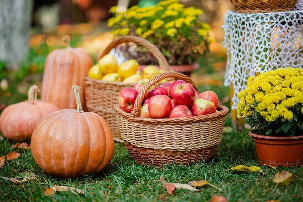 Herbstliche Komposition mit Chrysanthemen, Kürbissen, Äpfeln und Birnen in einem Weidenkorb im herbstlichen Garten. — Stockfoto
