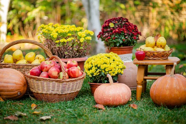 Herbstliche Komposition mit Chrysanthemen, Kürbissen, Äpfeln und Birnen in einem Weidenkorb im herbstlichen Garten. — Stockfoto