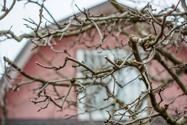 Elma ağaçlarının dallarını kesiyor. Kışın bir elma ağacını bahçe bekçileriyle budamak. Meyve, koruyucu.