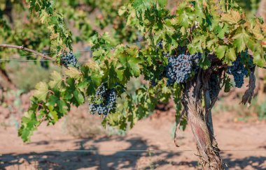 Sarmaşıkta bir demet mavi üzüm. Sonbahar hasadında gün batımında üzüm bağları. Sonbaharda olgun üzümler. Sonbaharda hasat edilecek sarmaşıklar.