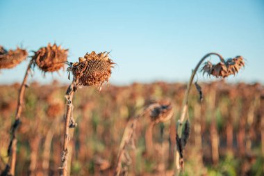 Kurumuş, olgun ayçiçekleri çiftlikte güneşli bir günde hasat bekliyor. Tarla ekinleri.