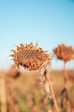 Kurumuş, olgun ayçiçekleri çiftlikte güneşli bir günde hasat bekliyor. Tarla ekinleri.