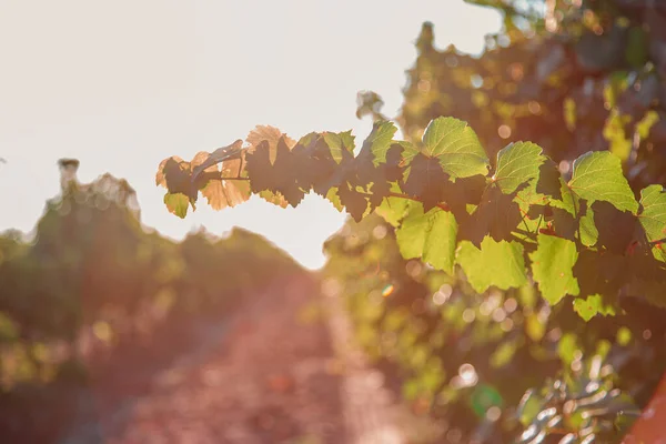 Vineyards at sunset in autumn harvest. Ripe grapes in fall. Vines in autumn about to be harvested.