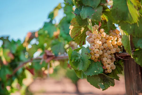 Trauben Von Weißen Trauben Der Rebe Weinberge Bei Sonnenuntergang Der — Stockfoto