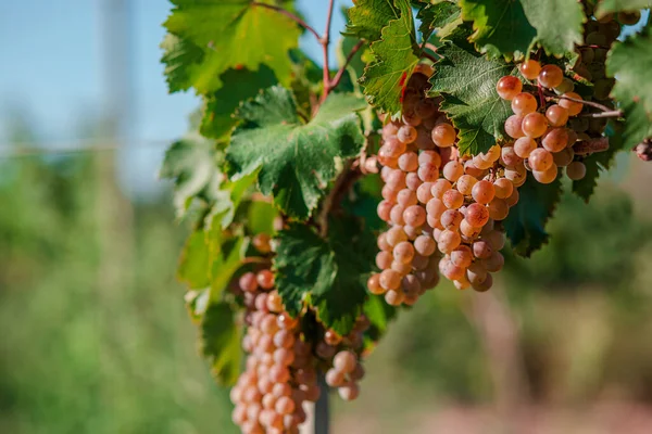 Kawałki Białych Winogron Winorośli Winnice Zachodzie Słońca Jesiennych Zbiorach Dojrzałe — Zdjęcie stockowe