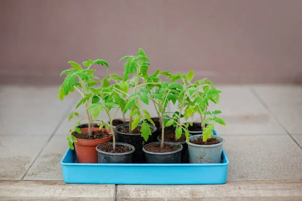 Siembra Tomate Macetas Alféizar Ventana Jardinería — Foto de Stock