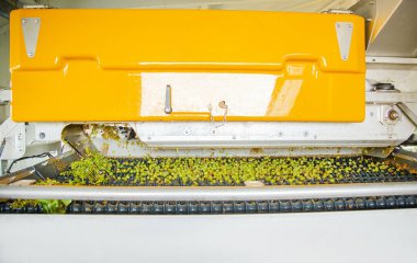 Şarap yapımında üzümleri ezme süreci. Üzüm işleme.