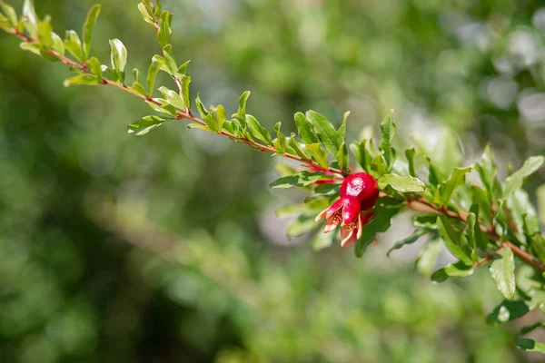 Young pomegranate fruits hanging on a tree branch in the garden, ripe pomegranate fruits hanging on a tree branch in the garden.