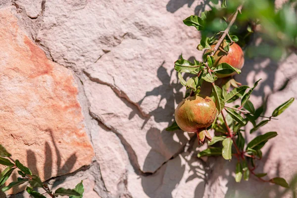 Young pomegranate fruits hanging on a tree branch in the garden, ripe pomegranate fruits hanging on a tree branch in the garden.