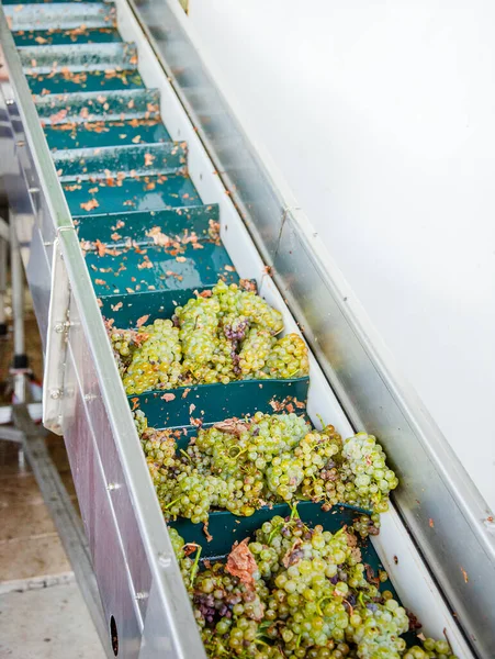 Moderne Weingut Maschine Mit Trauben Prozess Des Zerkleinerns Der Trauben — Stockfoto