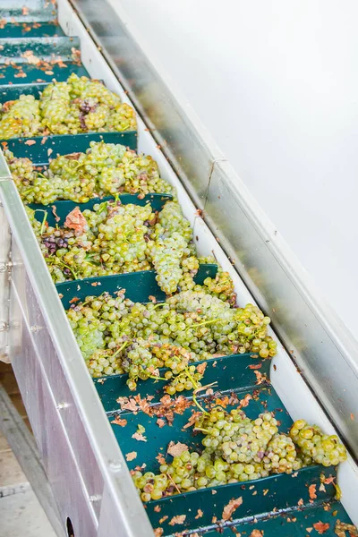 Moderne Wijnmakerij Met Druiven Proces Van Het Verpletteren Van Druiven — Stockfoto