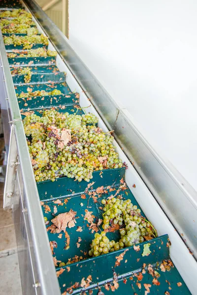 Modern Winery Machine Grapes Process Crushing Grapes Winemaking Grape Processing — Stock Photo, Image