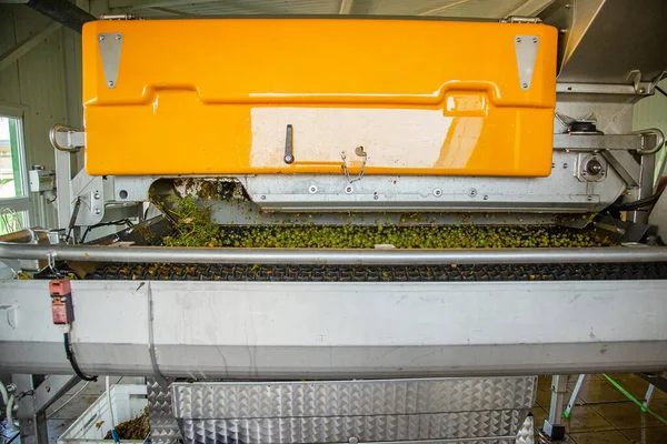 Prozess Des Zerkleinerns Der Trauben Bei Der Weinbereitung Traubenverarbeitung — Stockfoto