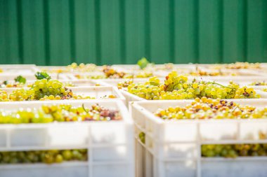 Şarap Yapımı Süreci başlıyor. Sarı üzümler hasat sonrası kutularda taze sarı üzümler topluyor..