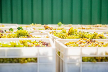 Şarap Yapımı Süreci başlıyor. Sarı üzümler hasat sonrası kutularda taze sarı üzümler topluyor..