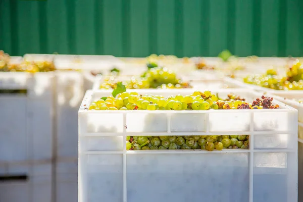 Beginn Des Weinherstellungsprozesses Gelbe Trauben Nach Der Ernte Frische Gelbe — Stockfoto