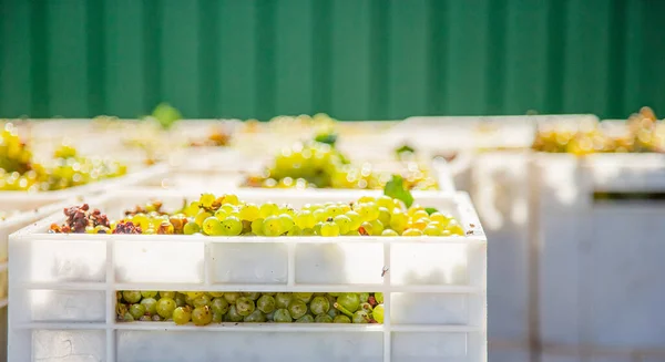 Beginn Des Weinherstellungsprozesses Gelbe Trauben Nach Der Ernte Frische Gelbe — Stockfoto