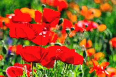 Birçok haşhaş ekimi üzerinde büyümek