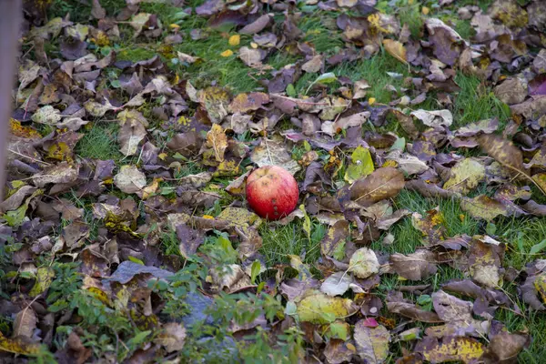 Poslední Červené Jablko Zemi Spoustou Listů — Stock fotografie