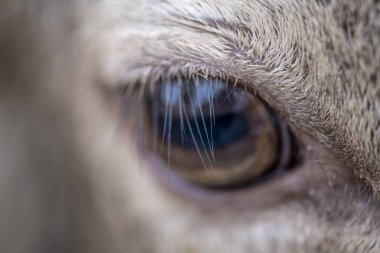 Yakın çekim bir geyik göz