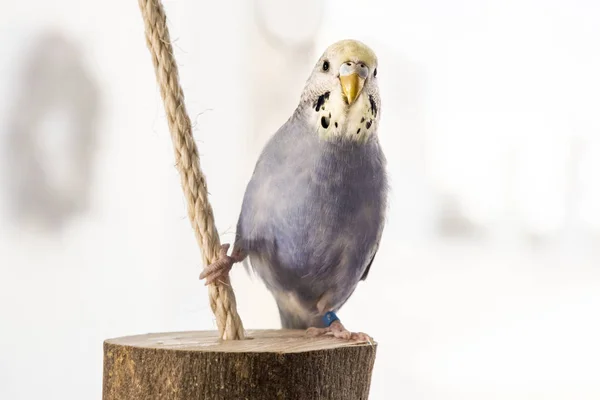 Hullámos Papagájok Kérdően Egy Darab Húr Néz Kamerába — Stock Fotó