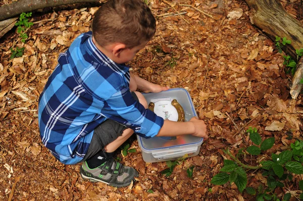 Geocaching Menino Encontra Bem Camuflado Cache Floresta — Fotografia de Stock