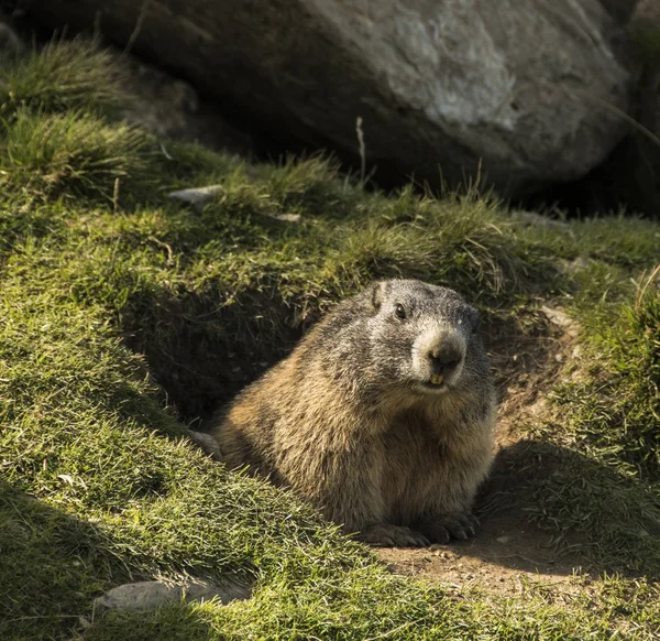 Groundhog Keluar Dari Sarangnya Padang Rumput — Stok Foto