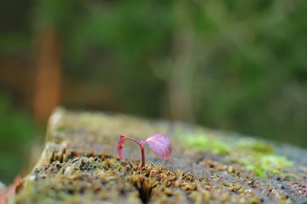 Mor Çiçek Şeklinde Moss Ile Eski Bir Ahşap Üzerine Küçük — Stok fotoğraf