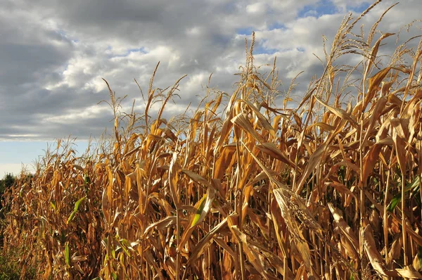 Zvadlá Kukuřičného Pole Před Zamračená Obloha — Stock fotografie