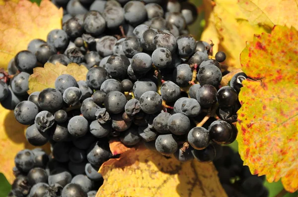 Fresh Blue Grapes Lemberger Wine — Stock Photo, Image