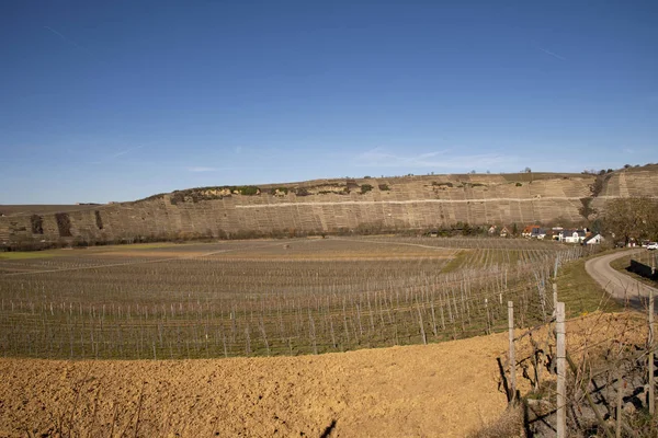 Viñedos Primavera Cerca Hessigheim — Foto de Stock