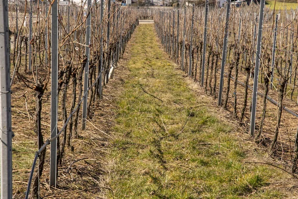 Vineyards which received their first pruning in spring