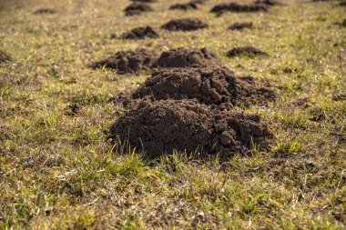 Köstebek tepelerde bir çayır