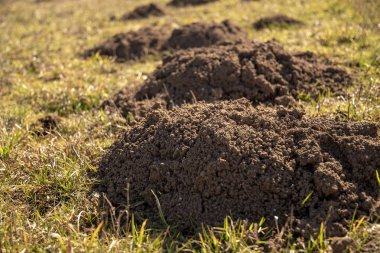 Köstebek tepelerde bir çayır