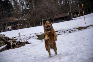 Karda vahşi oyun ve onun arka ayakları üzerinde duran melez köpek