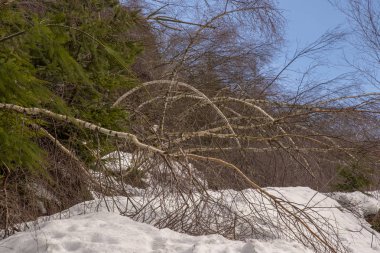 Kış kış fırtına sonra Byrische ormanında düşen ağaçlar