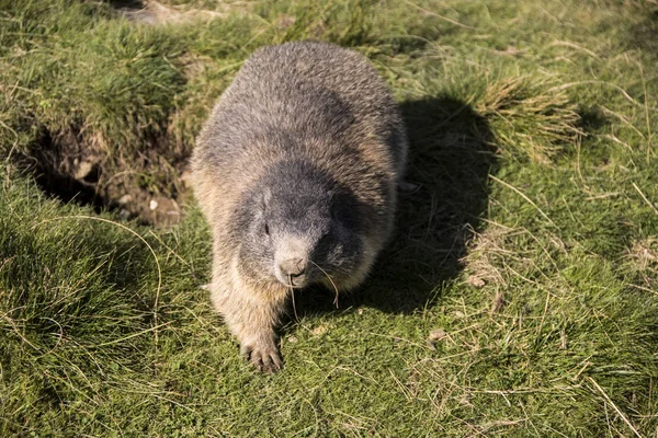 Marmot dengan daging musim dingin berjalan di padang rumput — Stok Foto