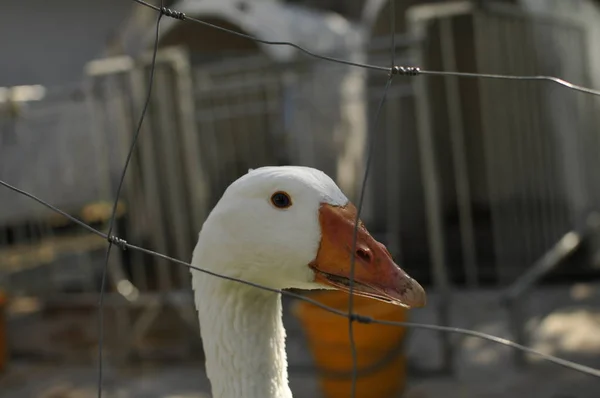 Oie blanche derrière une clôture mordant dans le fil — Photo