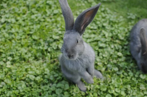 cute little grey rabbit standing in the meadow portrait