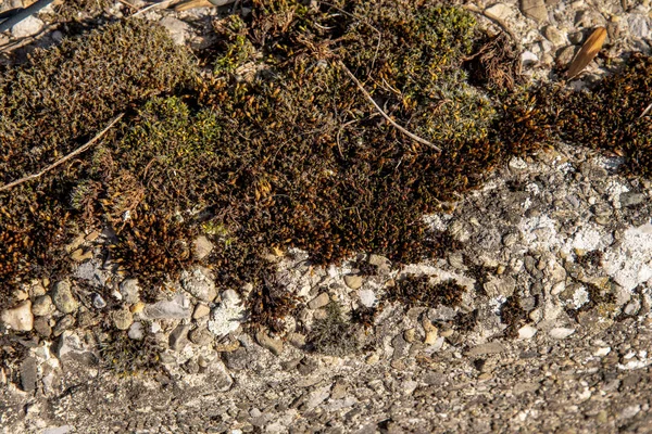 Fondo de musgo en el suelo de piedra de hormigón grueso —  Fotos de Stock