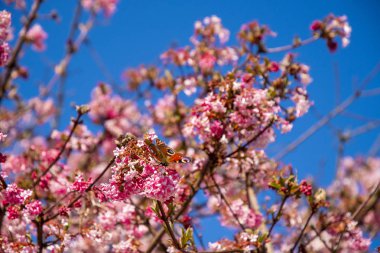Kelebek ve arı bahar haberci olarak mavi gökyüzü önce kiraz çiçeği