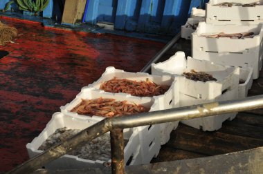 taze karides satışı için hazır bir balıkçı teknesinde yakaladı