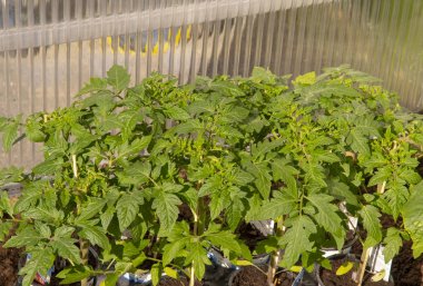 Serada dikilen çilek bitkileri